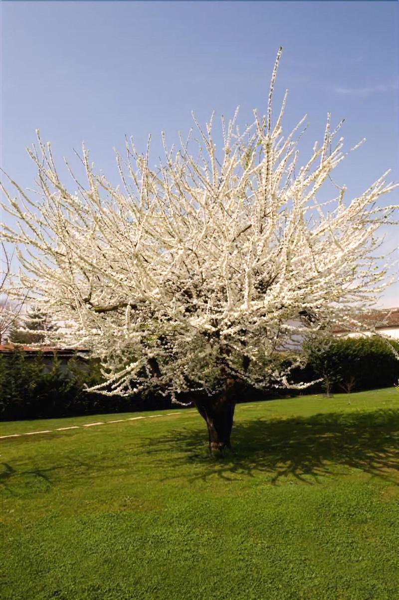 Silea B&B Daniel מראה חיצוני תמונה